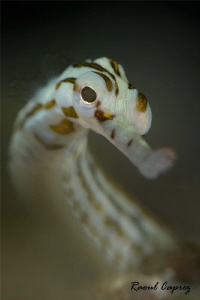 Face to face with a little pipe fish by Raoul Caprez 